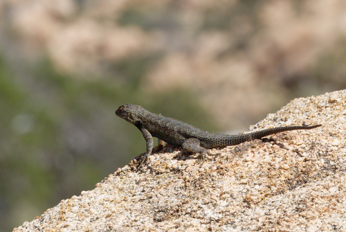 iNaturalist observation photo of Great Basin Fence Lizard