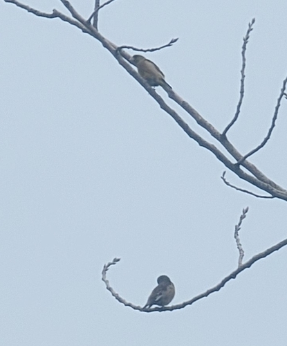 Oriental Greenfinch