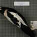 Papuan Magpie - Photo Bangs and Peters, 1926, no known copyright restrictions (public domain)