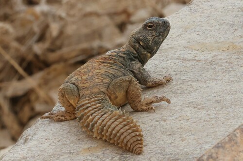 Uromastyx ornata philbyi