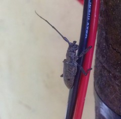 Pelargoderus alcanor