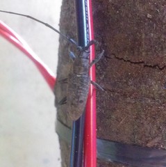 Pelargoderus alcanor