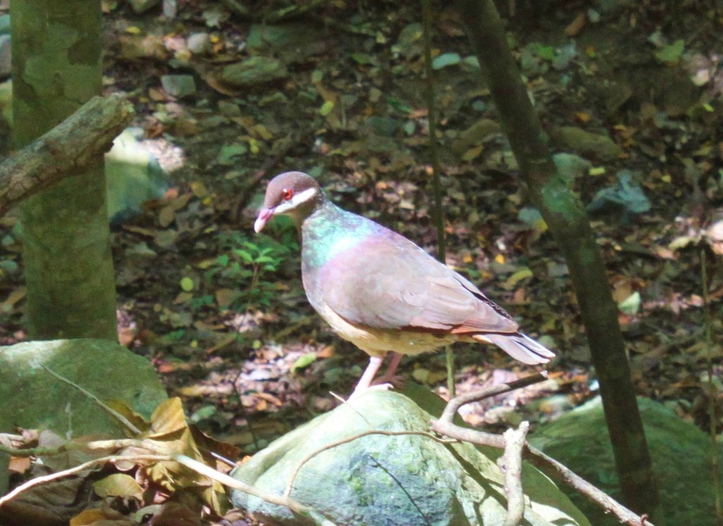 Bridled Quail-Dove