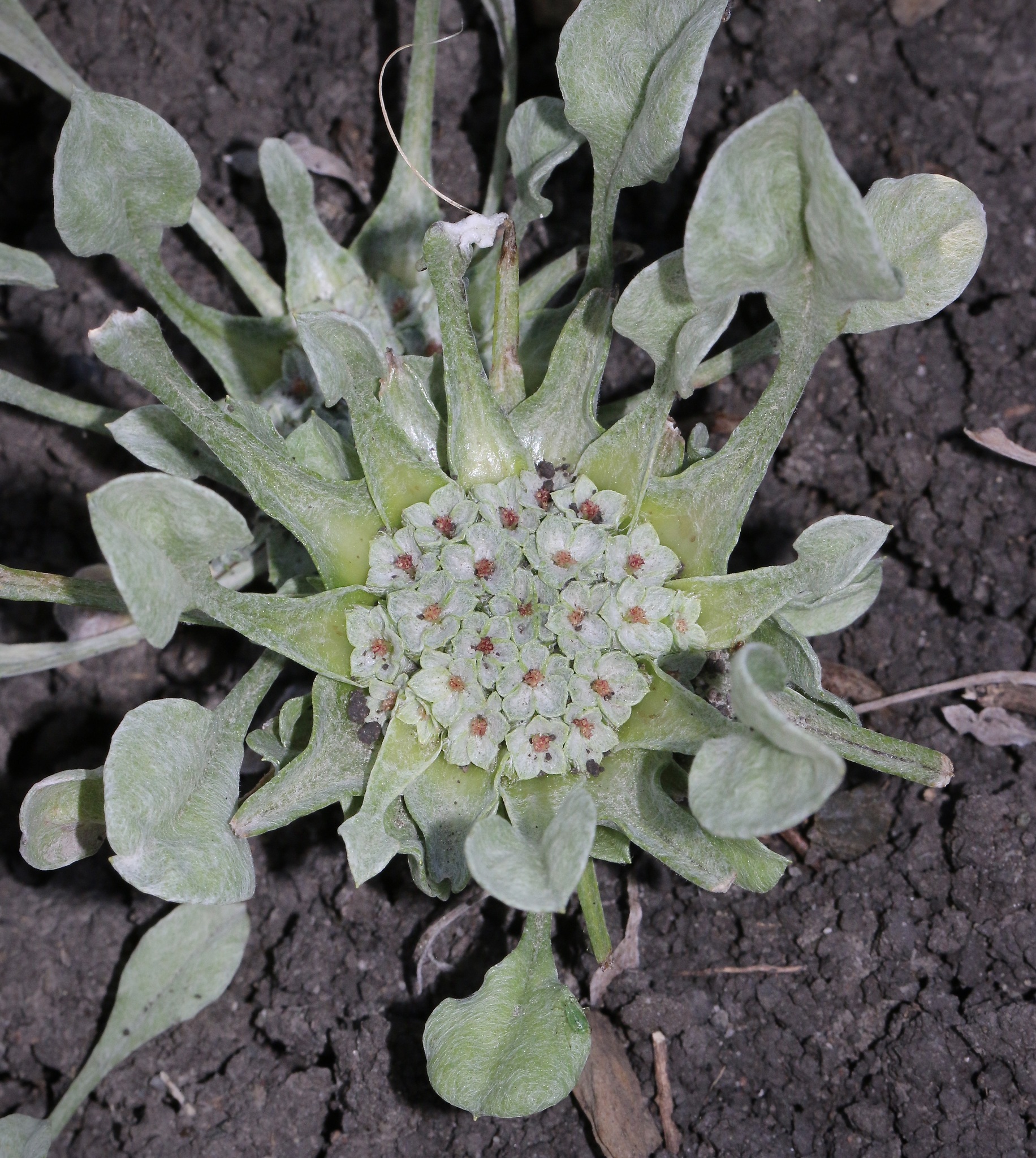 Hesperevax caulescens