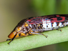 Homalodisca ichthyocephala