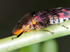 Homalodisca ichthyocephala