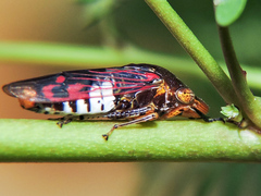 Homalodisca ichthyocephala