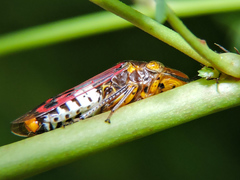 Homalodisca ichthyocephala