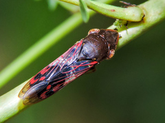 Homalodisca ichthyocephala