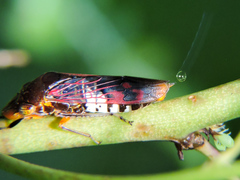 Homalodisca ichthyocephala