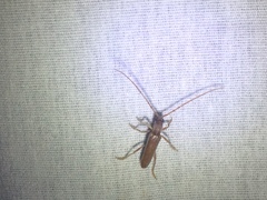 Aneflomorpha lineare