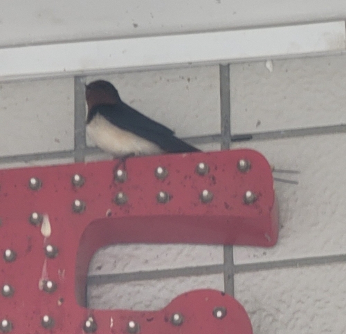 Barn Swallow