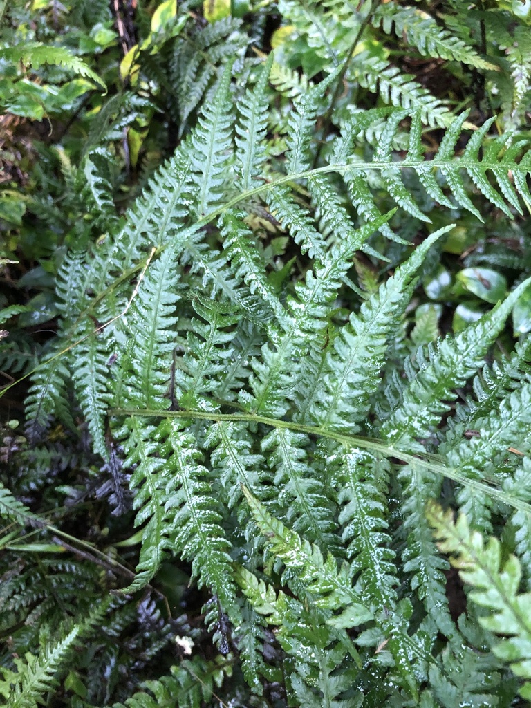 Japanese lady fern from Pukekura Park, New Plymouth, Taranaki, NZ on ...