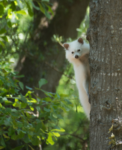 Common Raccoon photographed in South Carolina
