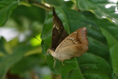Euthalia aconthea