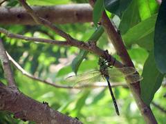 Anax guttatus