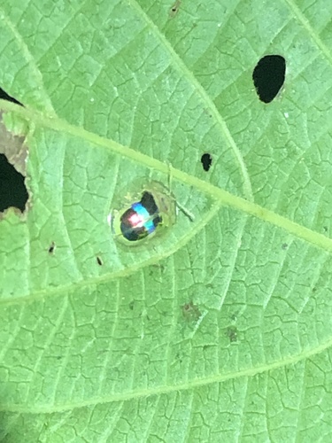Charidotella bifasciata