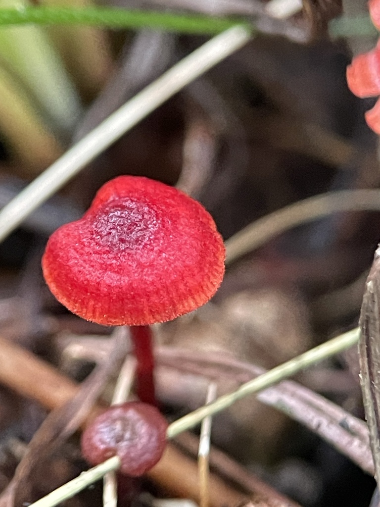 Ruby Bonnot ruby bonnet from Boundary Tk E, Frankston South, VIC, AU on May 10 ...