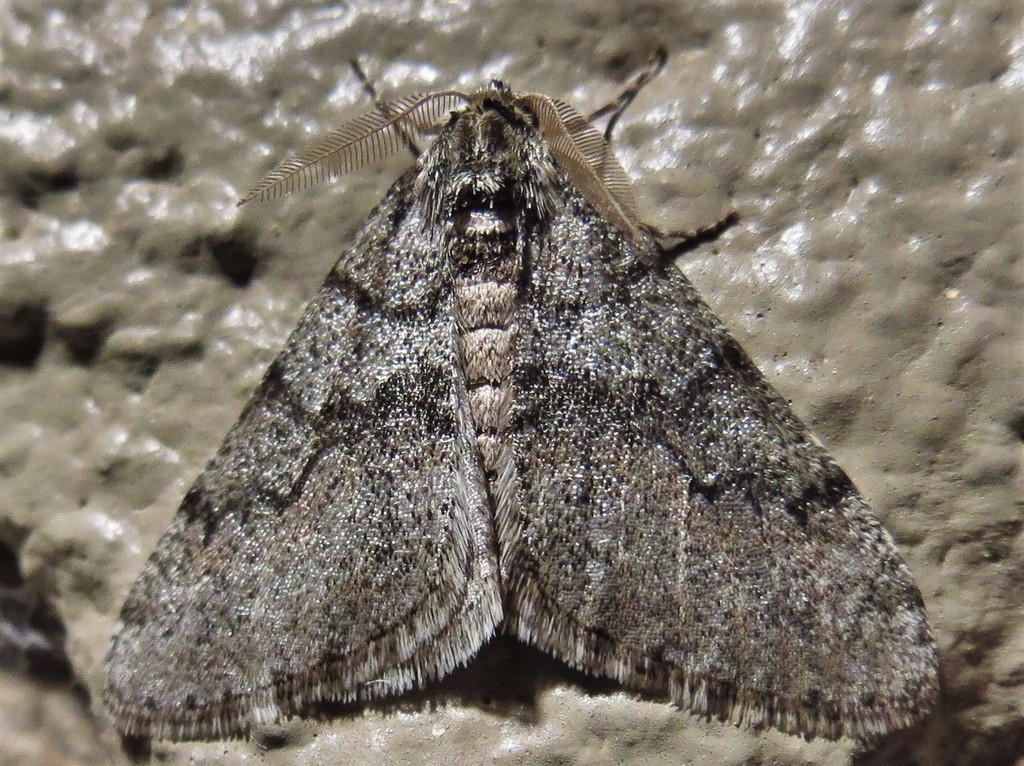 Toothed Phigalia