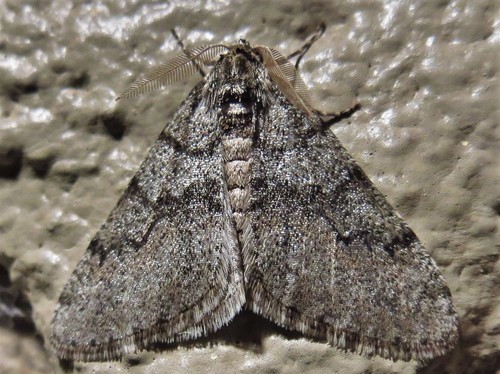 Toothed Phigalia