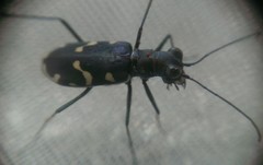 Calomera decemguttata