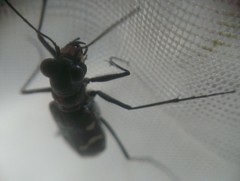 Calomera decemguttata