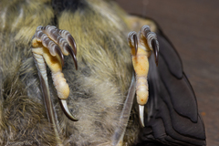New Zealand Bellbird photo 6