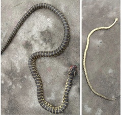 Zayu Wolf Snake photo 2