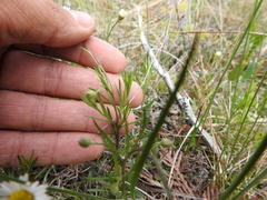 Erigeron hyssopifolius