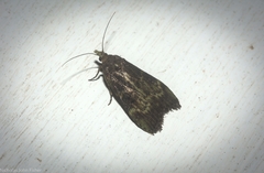 Heteromicta tripartitella