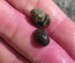 Nerita funiculata
