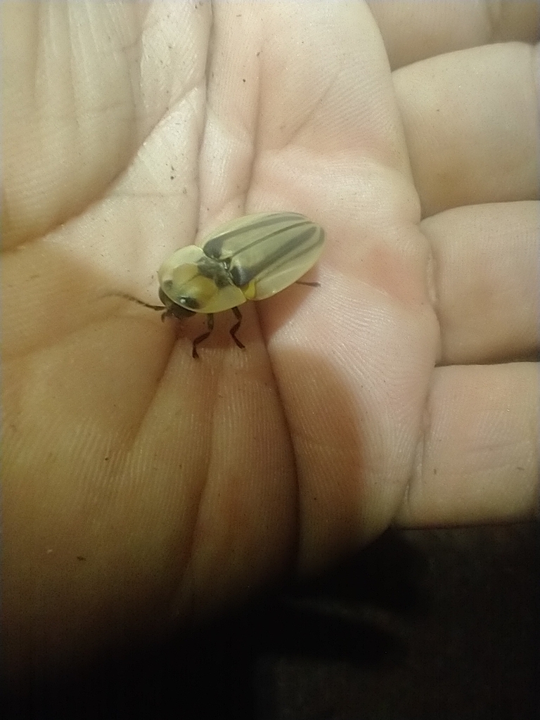 Cratomorphus concolor