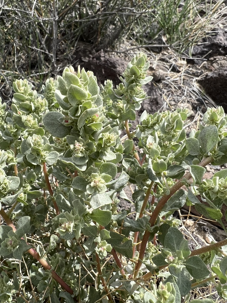 Shadscale Saltbush from Esmeralda County, US-NV, US on May 09, 2023 at ...