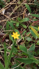 Hypoxis hirsuta