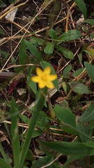 Hypoxis hirsuta