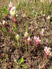 Castilleja densiflora