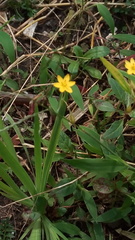 Hypoxis hirsuta