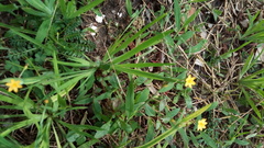 Hypoxis hirsuta