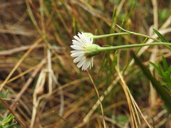 Erigeron hyssopifolius