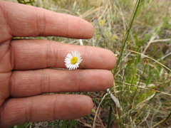 Erigeron hyssopifolius
