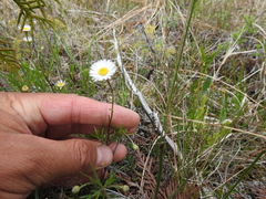 Erigeron hyssopifolius
