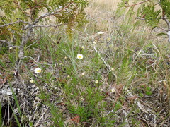 Erigeron hyssopifolius