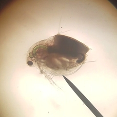 Daphnia pulex