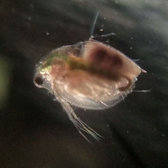 Daphnia pulex