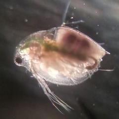 Daphnia pulex