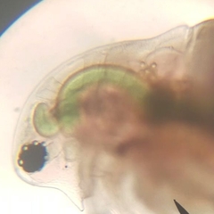 Daphnia pulex
