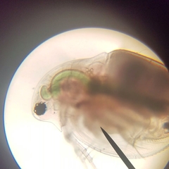 Daphnia pulex