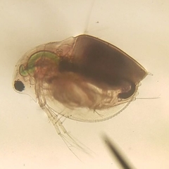 Daphnia pulex