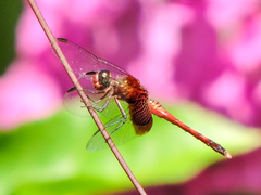 Erythrodiplax fervida