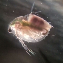 Daphnia pulex